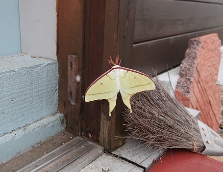 ルナ・モス : アスタリスク日記