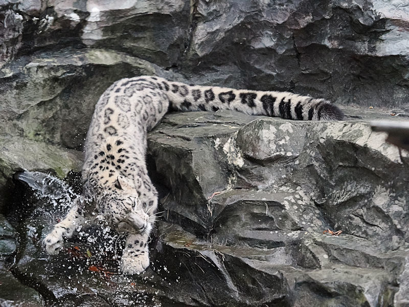 水浴びをするユキヒョウのヒカリ : 動物園放浪記