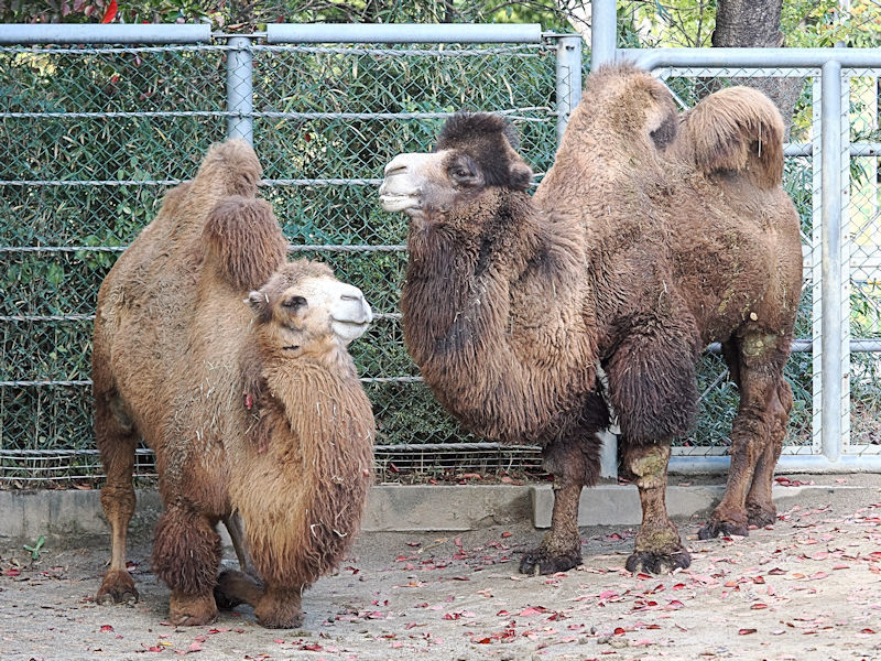 ラクダにおやつをあげよう : 動物園放浪記