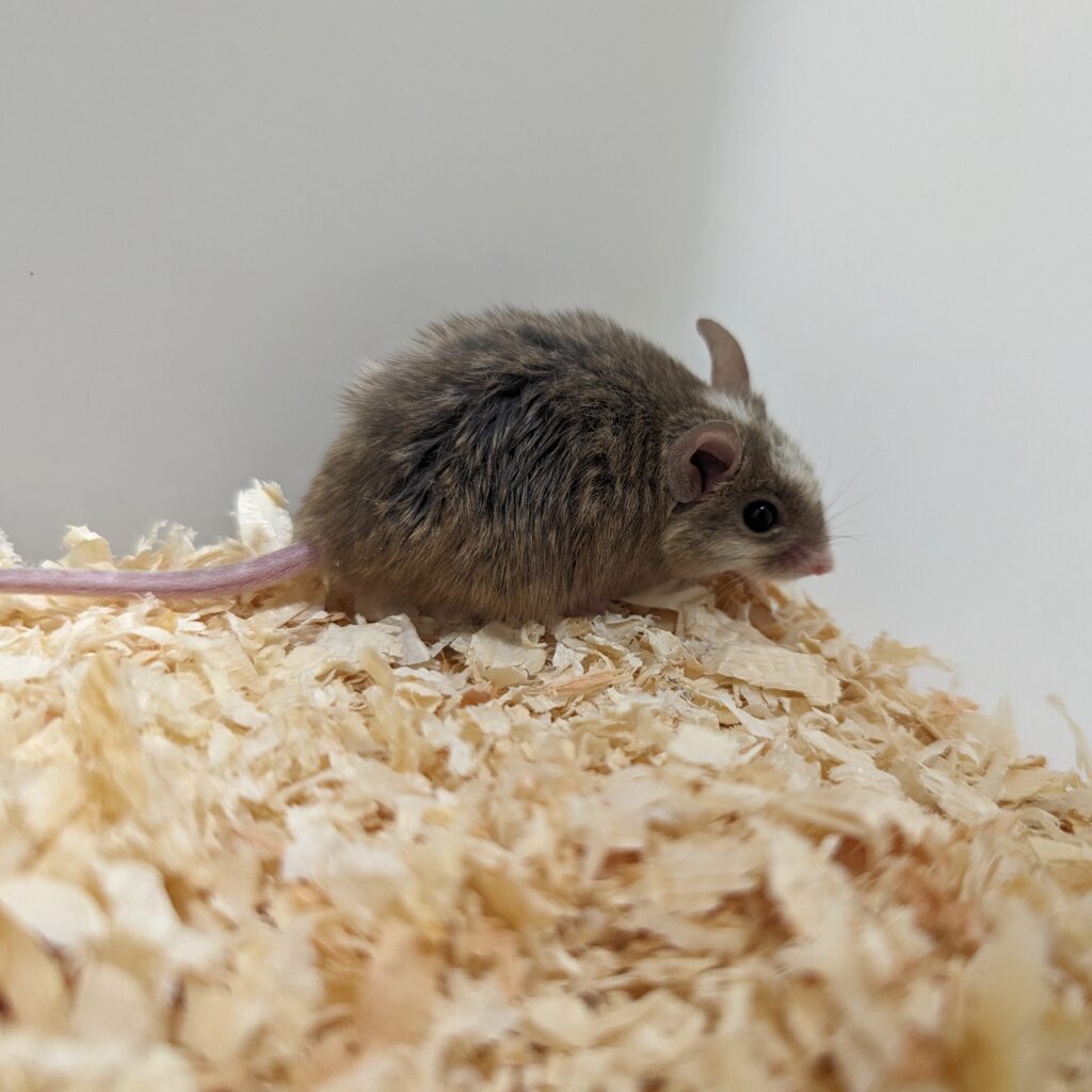 ヤワゲネズミ – 株式会社ペットサン