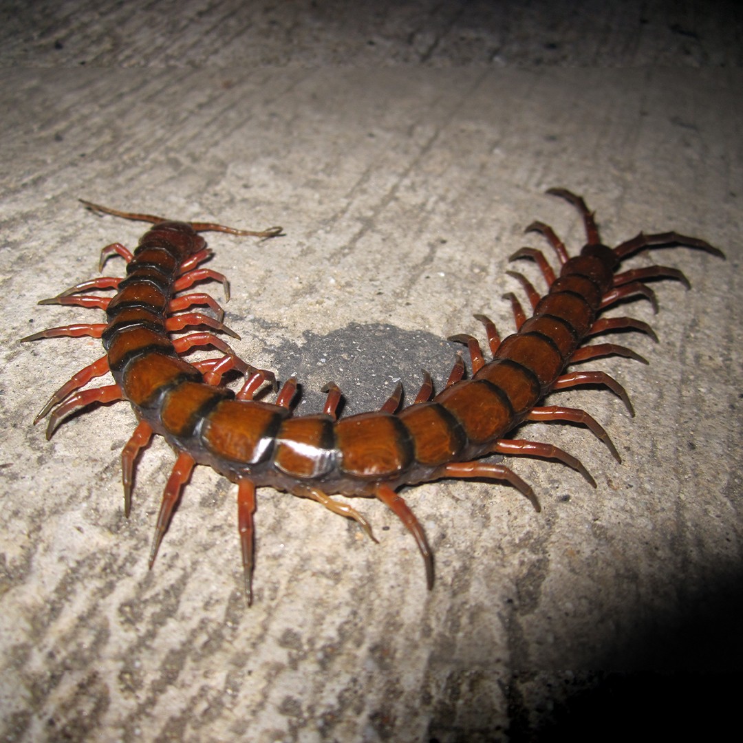 ペルビアンジャイアントセンティピィード (Scolopendra gigantea