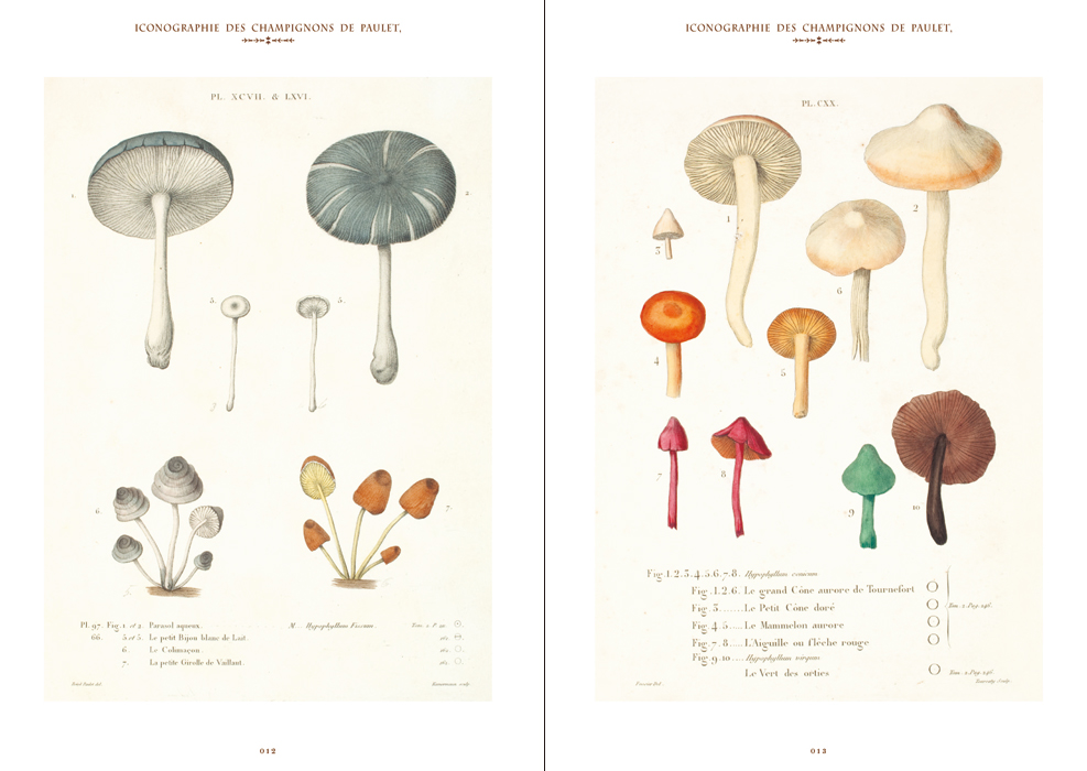 きのこ絵 | PIE International