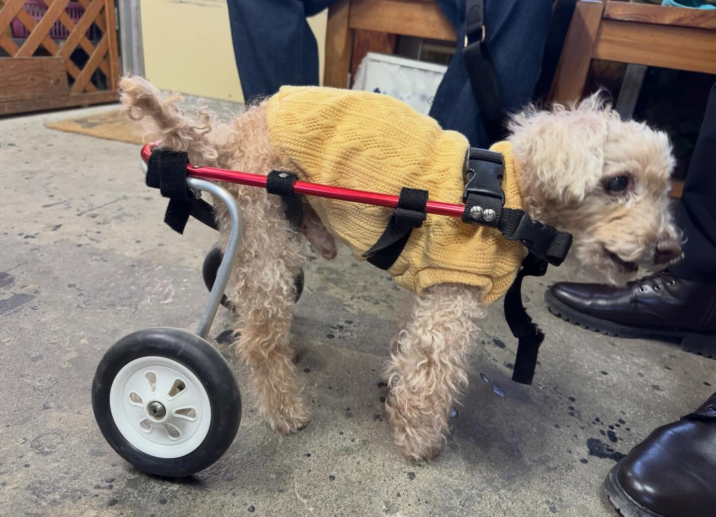 三連休のポチの車イス | 神奈川県厚木市でペットの車椅子制作はポチの