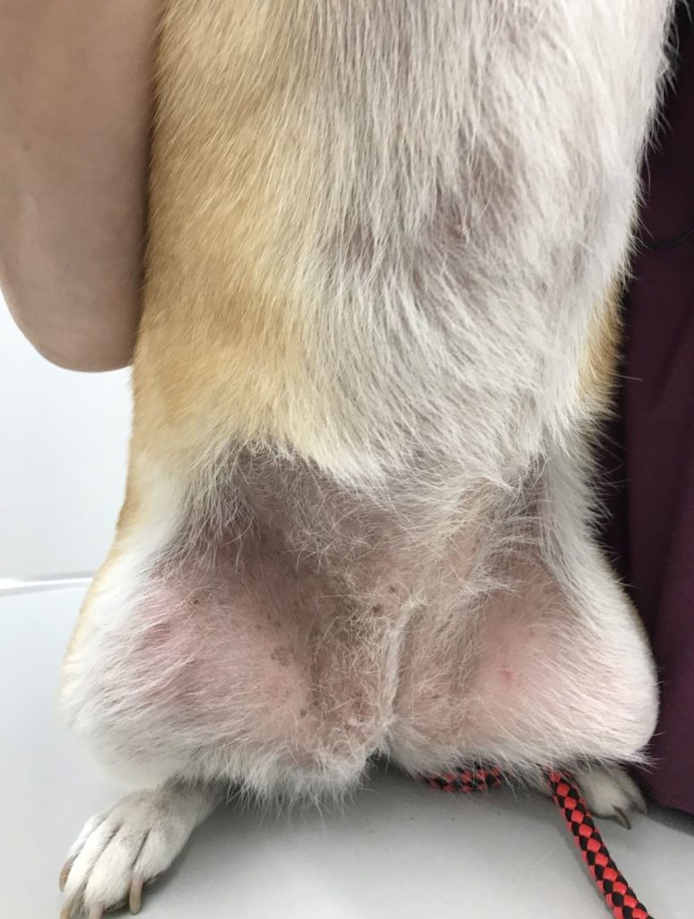 犬アトピー性皮膚炎の新しい治療 | ポックル動物病院|札幌市手稲区|犬