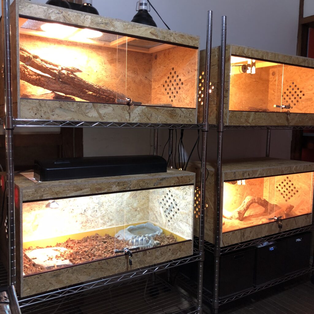 フトアゴヒゲトカゲに人気の規格、オプションのご紹介 / POPCORN LELE