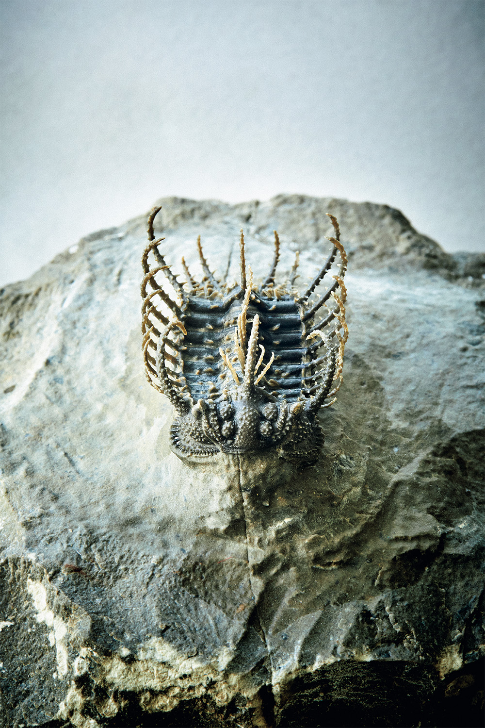 三葉虫／机の上のサイエンス。Vol.43 | POPEYE Web | ポパイウェブ