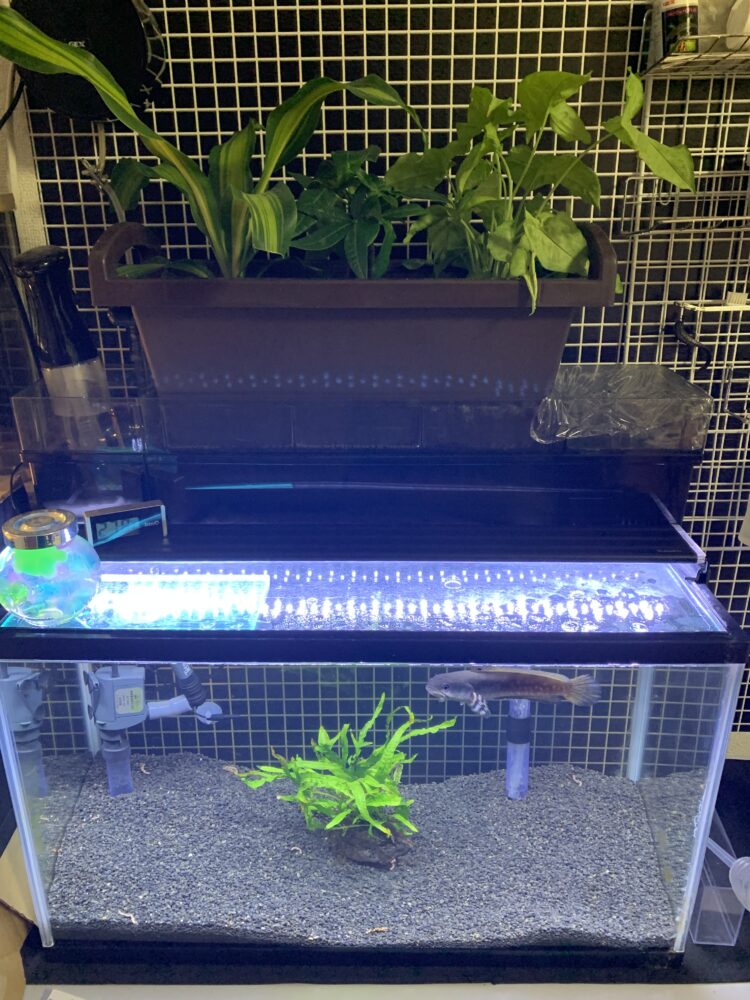 水耕栽培アクアポニックス自作！水槽上部フィルターで観葉植物育成