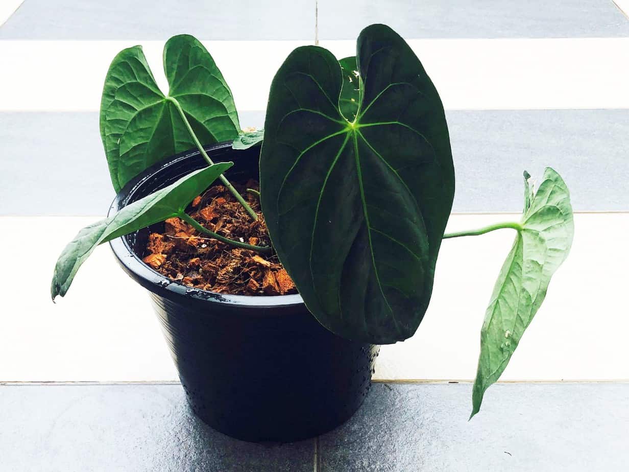 Ultimate Anthurium Ace of Spades Care Guide | Plantly