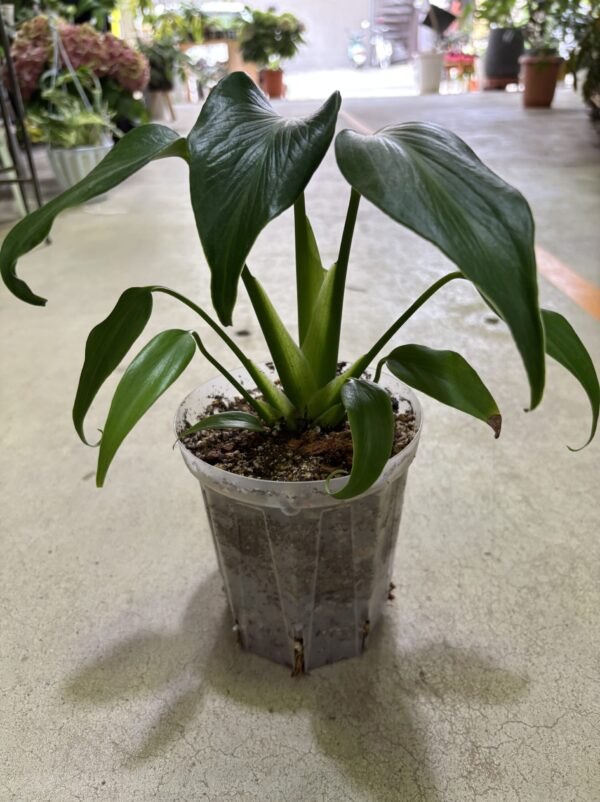 モンステラ・バールマルクスフレーム 4号 | Plants Shop Big Smile 通販