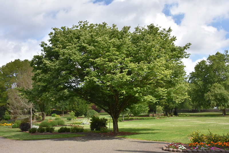 Village Green Zelkova (Zelkova serrata 'Village Green') in