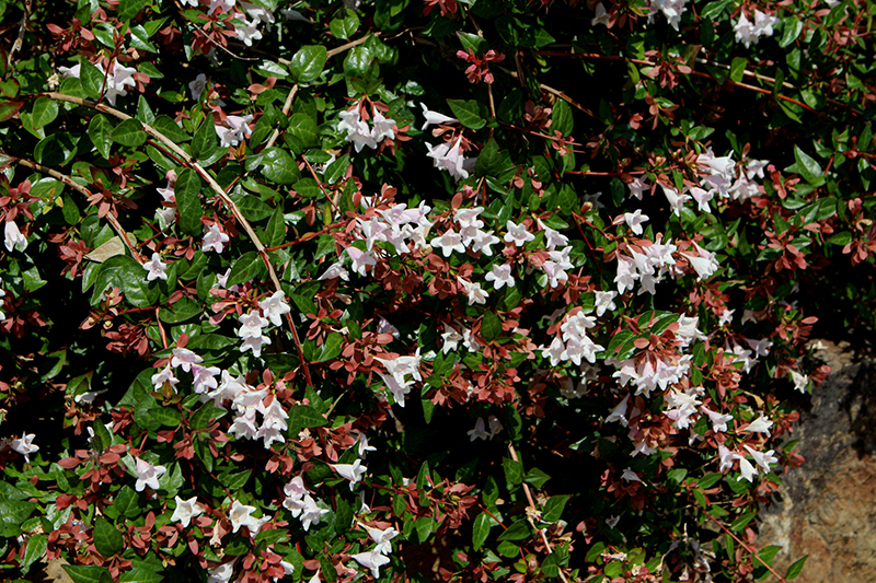 Edward Goucher Abelia (Abelia x grandiflora 'Edward Goucher') in