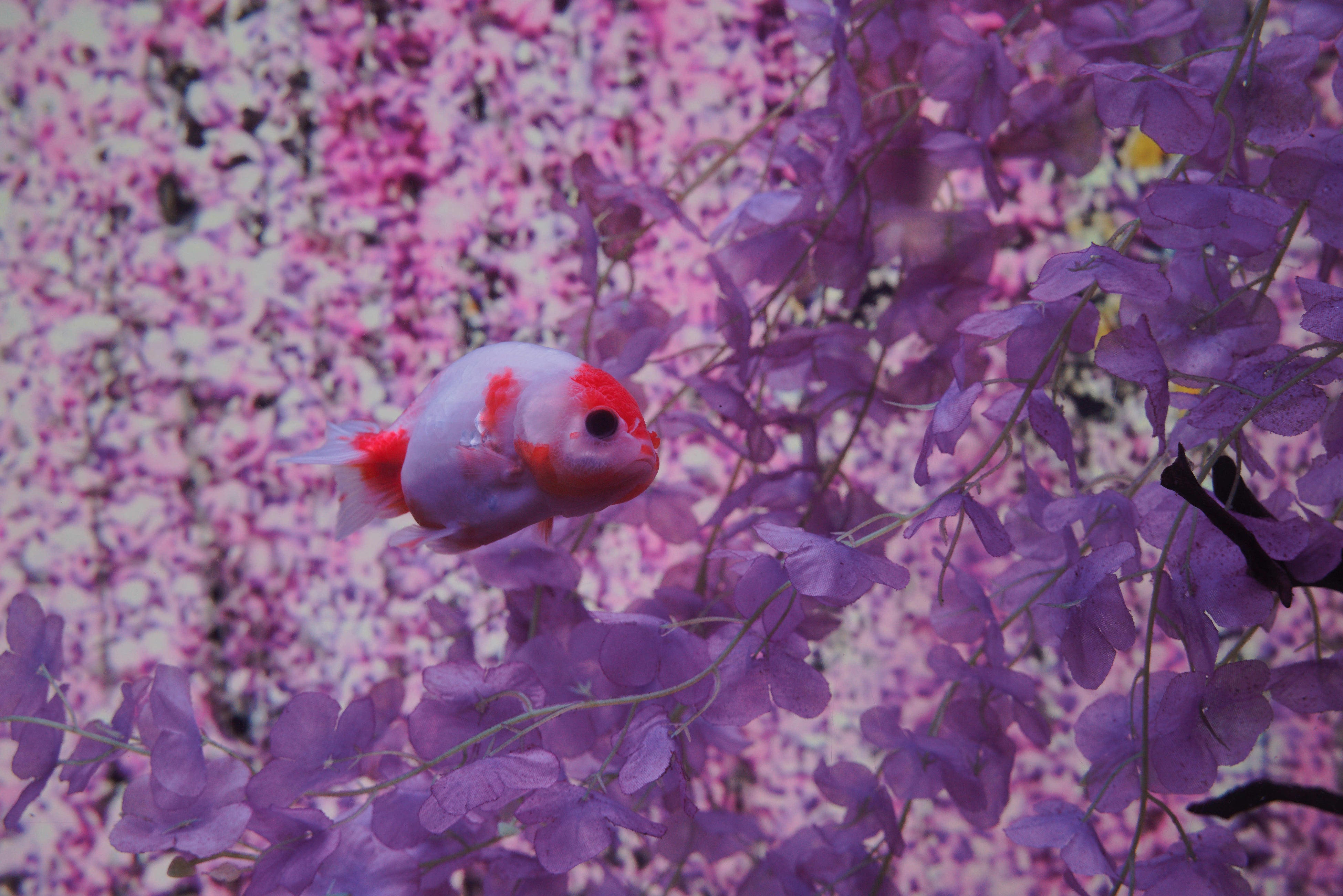 藤と向日葵の幻想的な空間で夏を満喫「夏めく金魚-2024」開催！浴衣