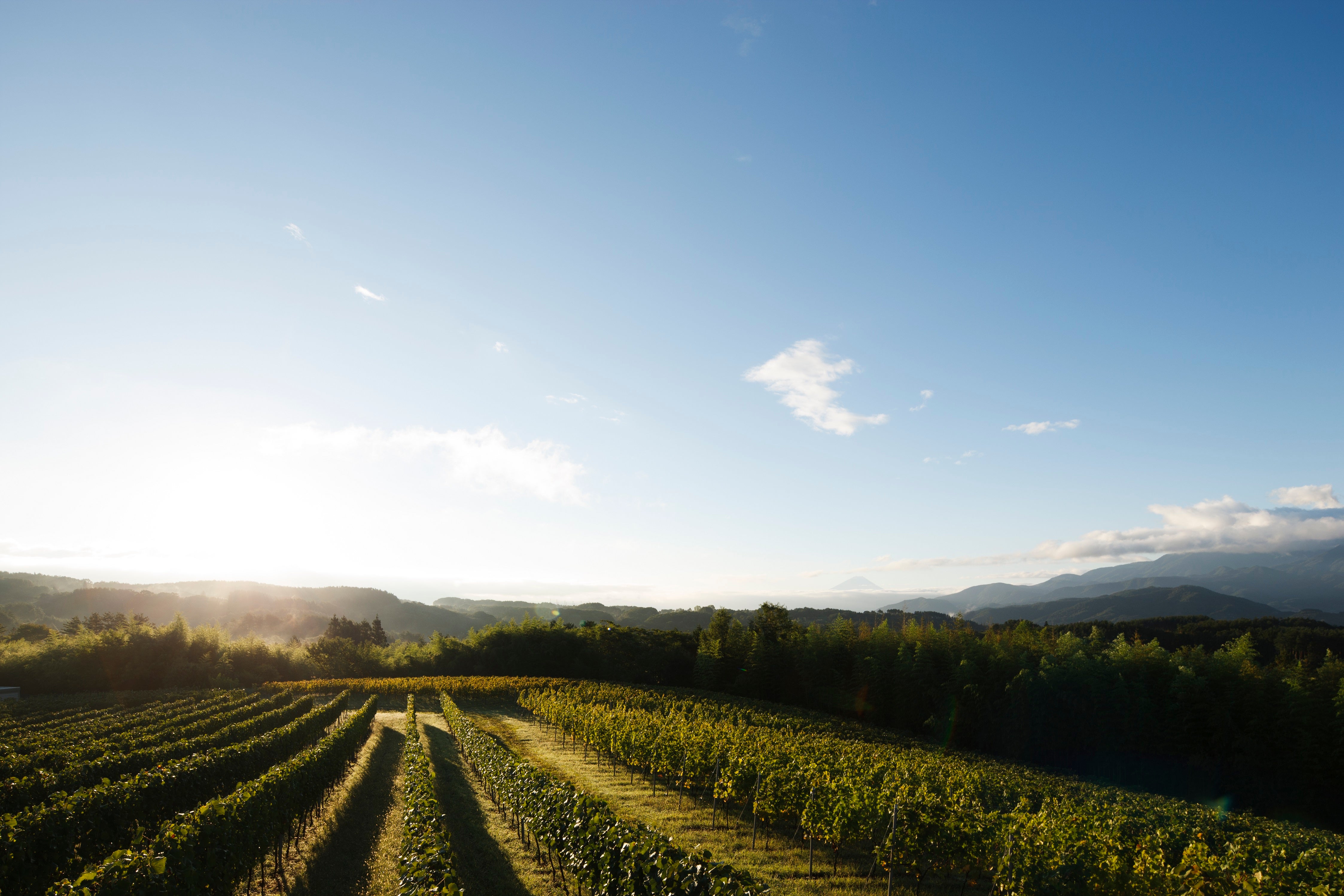 リゾナーレ八ヶ岳】八ヶ岳で育まれた至高のワイン、ドメーヌ ミエ