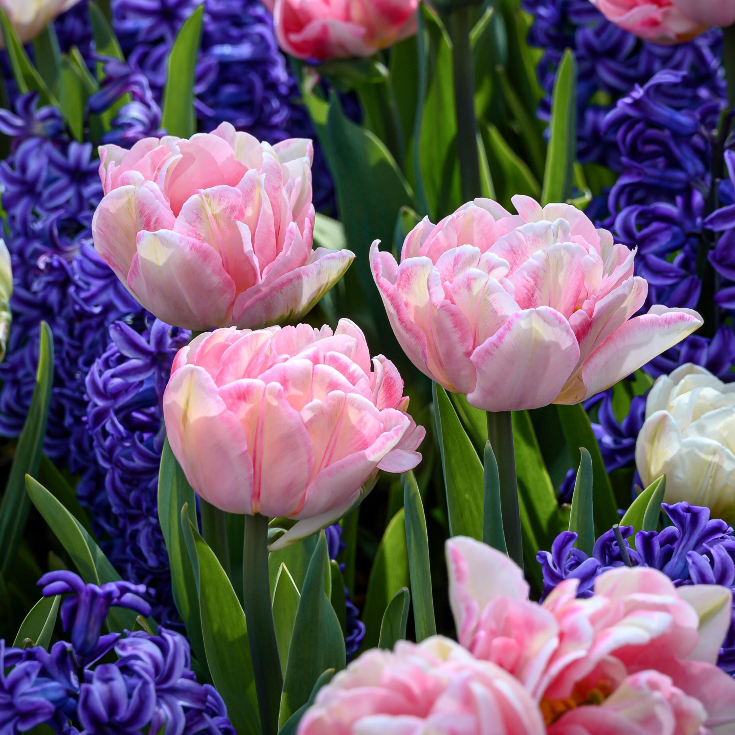 Tulip Foxtrot - Premier Seeds Direct