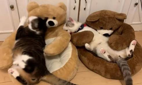 この猫ベッド可愛すぎww」「偉そうな感じがたまらない」 クマのベッド