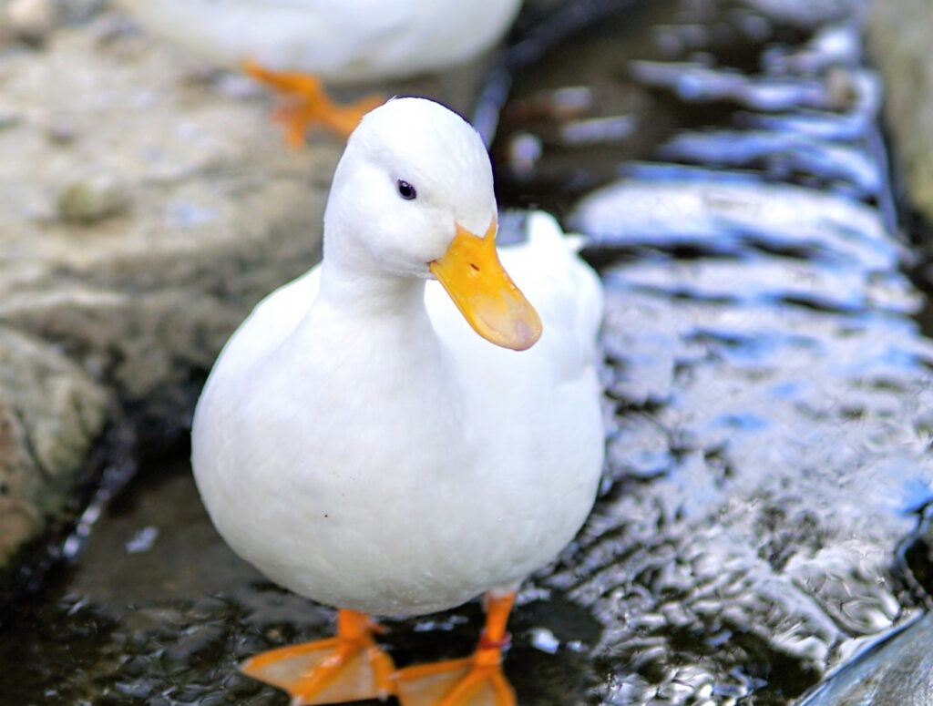 アヒルとコールダックの違いは何？餌や飼育のこと… | ピュアアニマルは