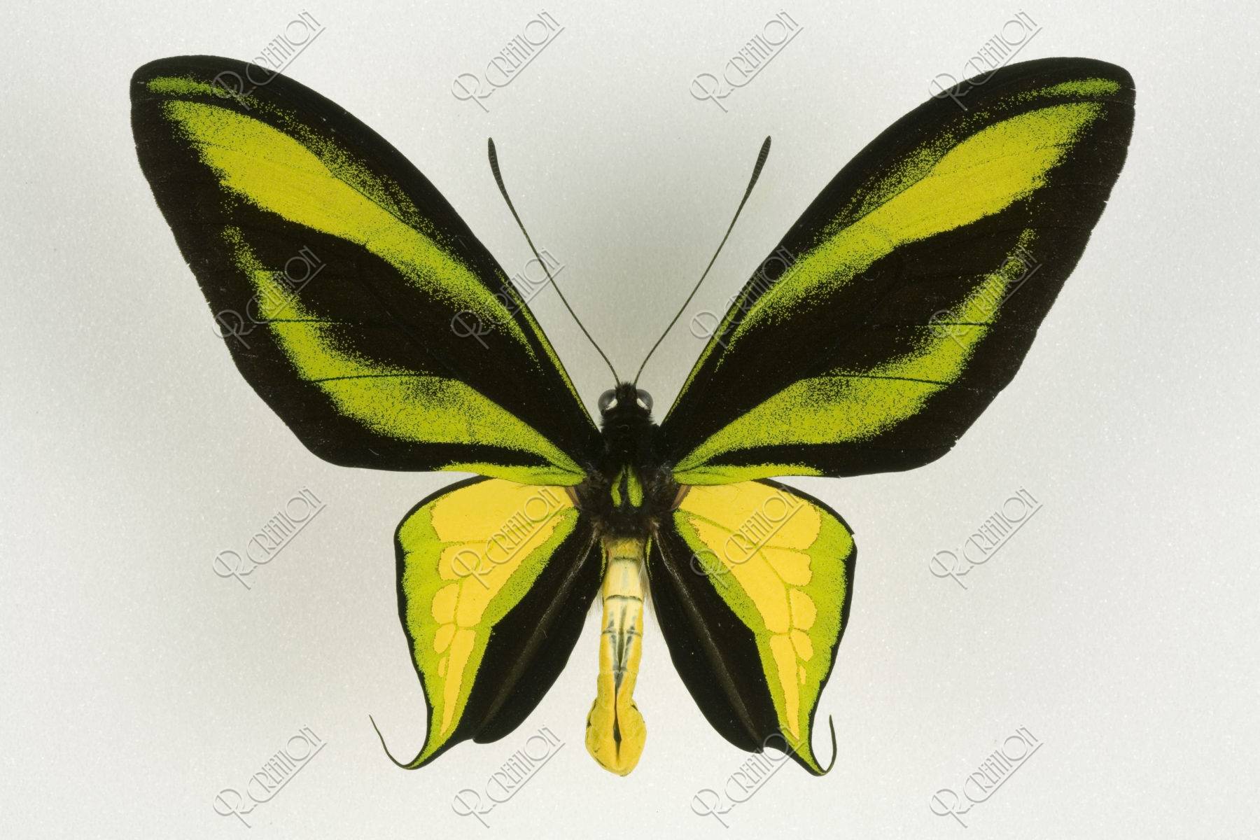 ゴクラクトリバネアゲハ 108mm イリアン | 写真 | アールクリエーション