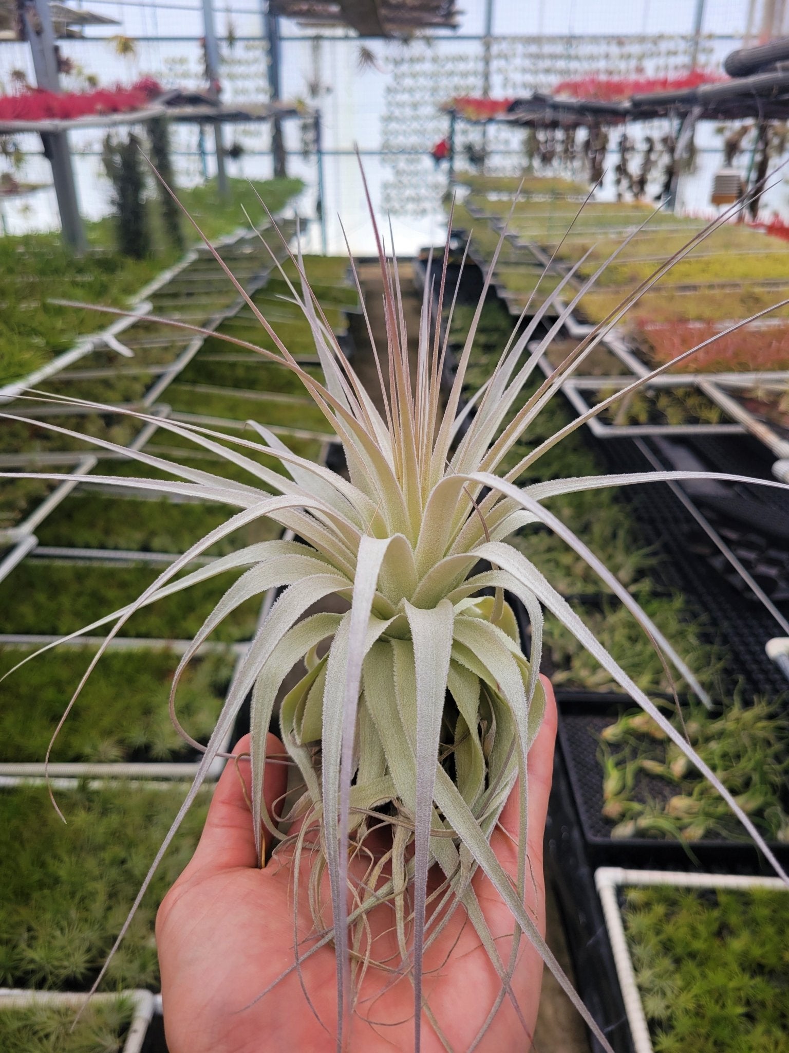 Tillandsia gardneri – Rainforest Flora