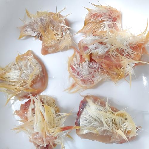 猛禽類の餌（フード）の販売情報です（1ページ目）