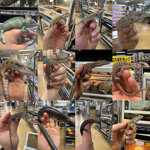 インター爬虫類】新入荷爆盛！第12 弾！ | 名古屋のペットショップ