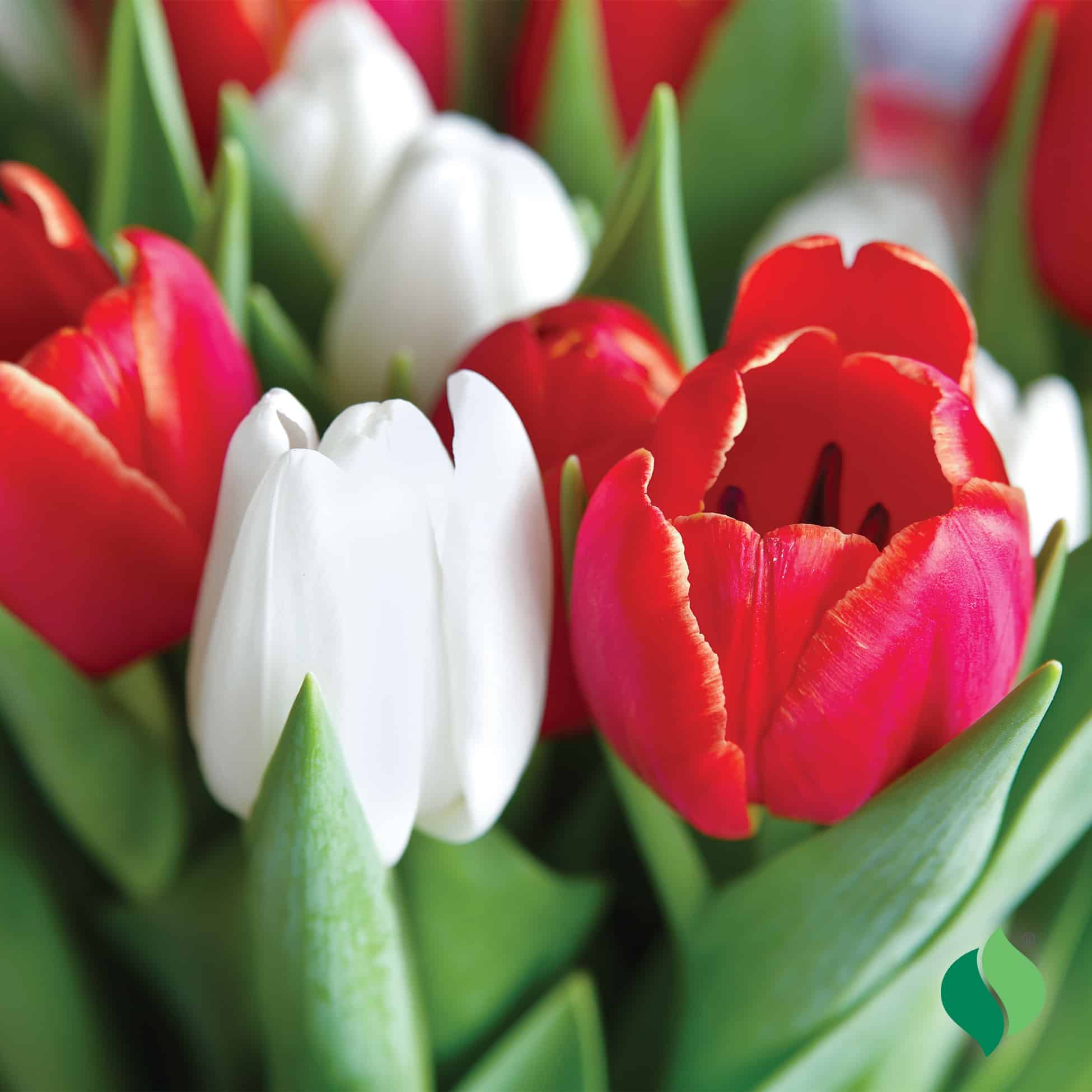 Tulip, Valentine Mix - DeGroot