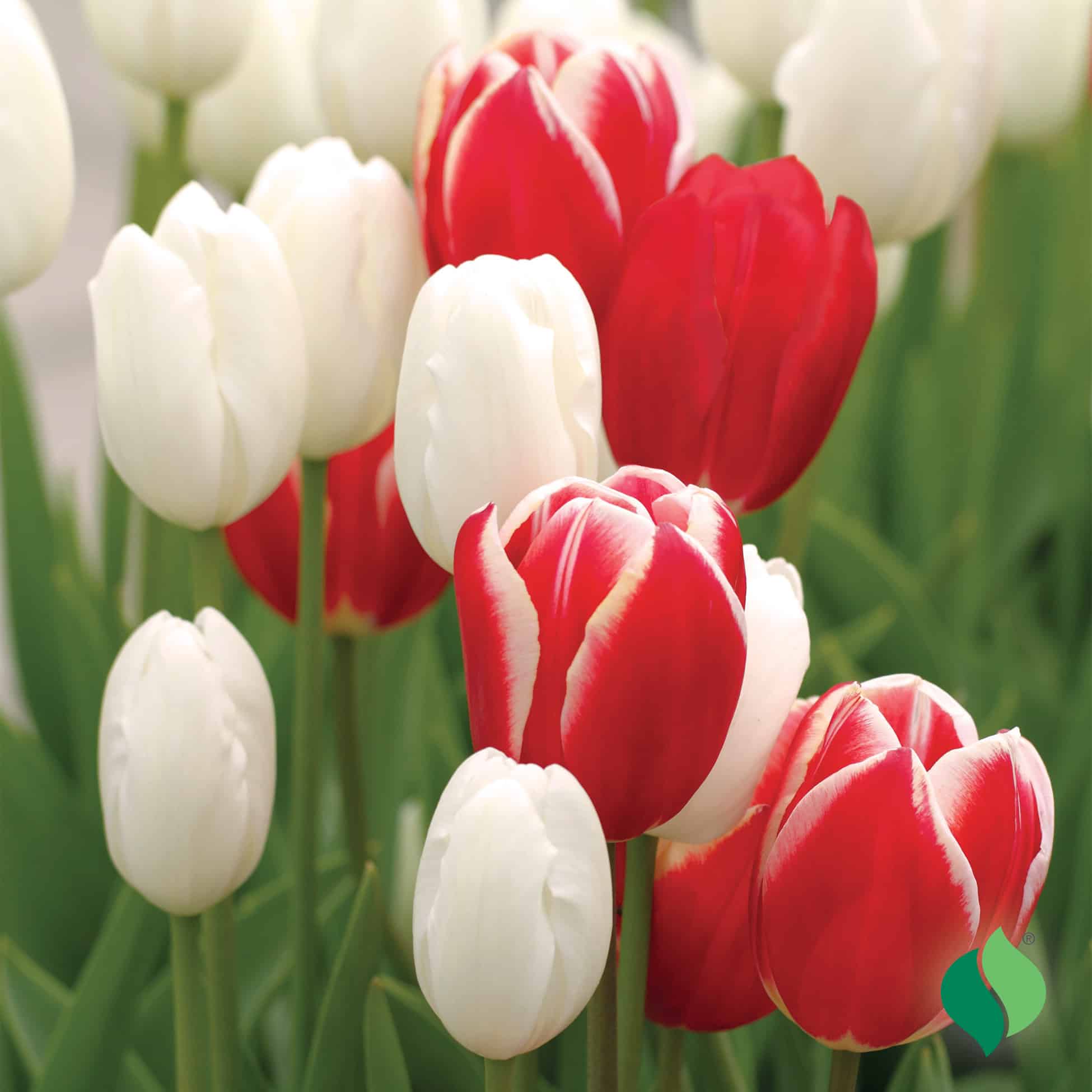 Tulip, Valentine Mix - DeGroot