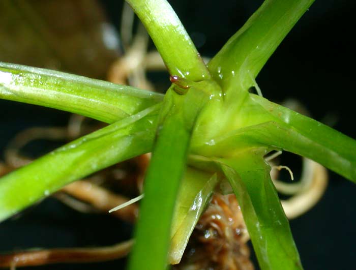 エキノドルス スーパーレッドホレマニー【レヨンベールアクア】