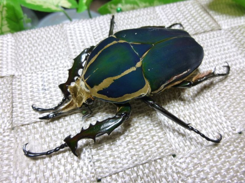 ウガンデンシスオオツノカナブン☆2令幼虫4頭セット