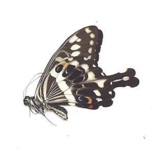 外国産蝶標本 | 三角紙