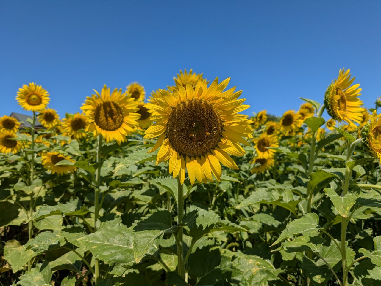 東松山市】ひまわりが見頃に！8月11日(月・祝) に東松山市農林公園では