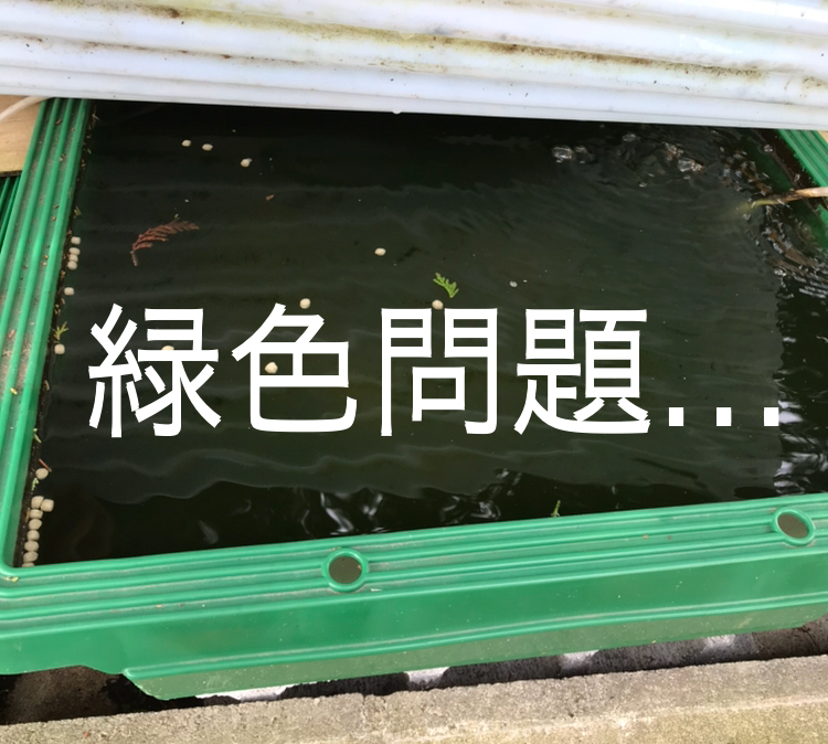 ◇外の池や水槽が緑色で困ったらフタをしてしまえ！グリーンウォーター