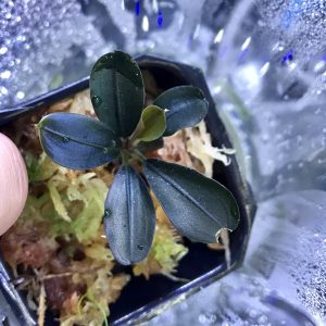 ◇3種類のブセファランドラSP.テイアを比べてみた。インドネシア便