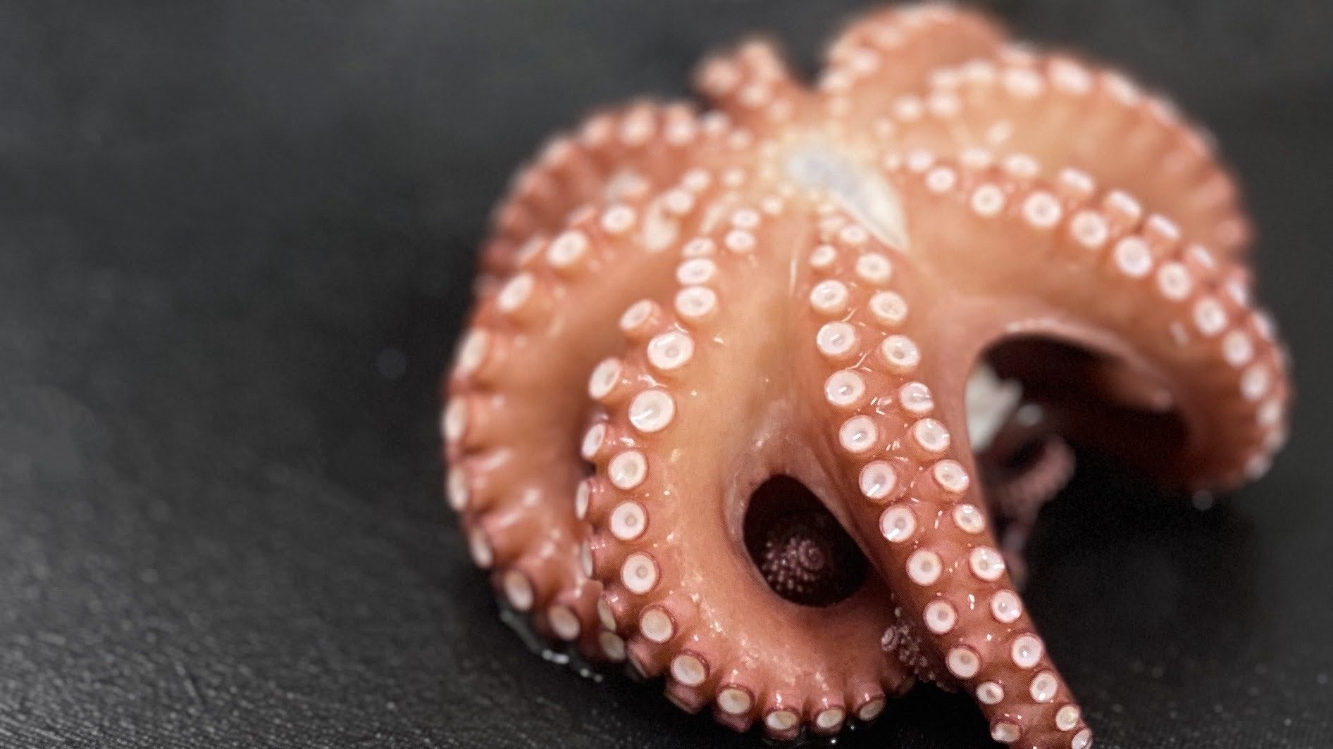 たこのあたま | Sakanayama Lab