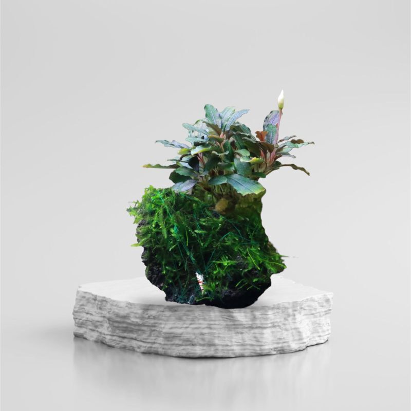 ブセファランドラ