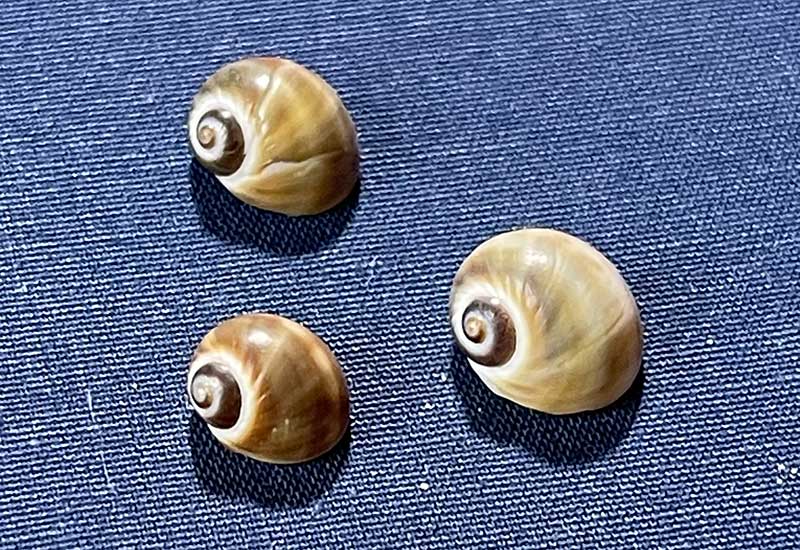 ホウシュウノタマガイ（宝珠の玉） | 由比ヶ浜貝殻図鑑