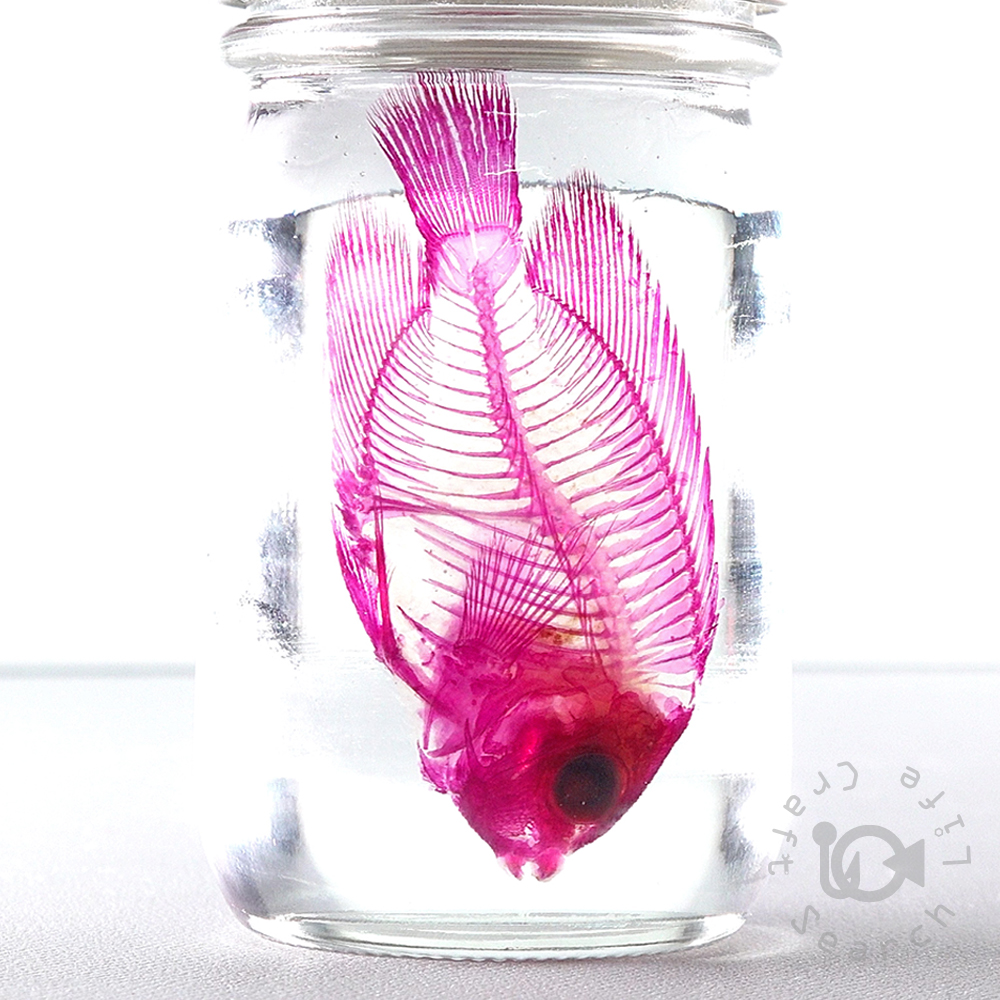 透明標本作製キット - 海水魚・小型水槽・人工ライブロック通販