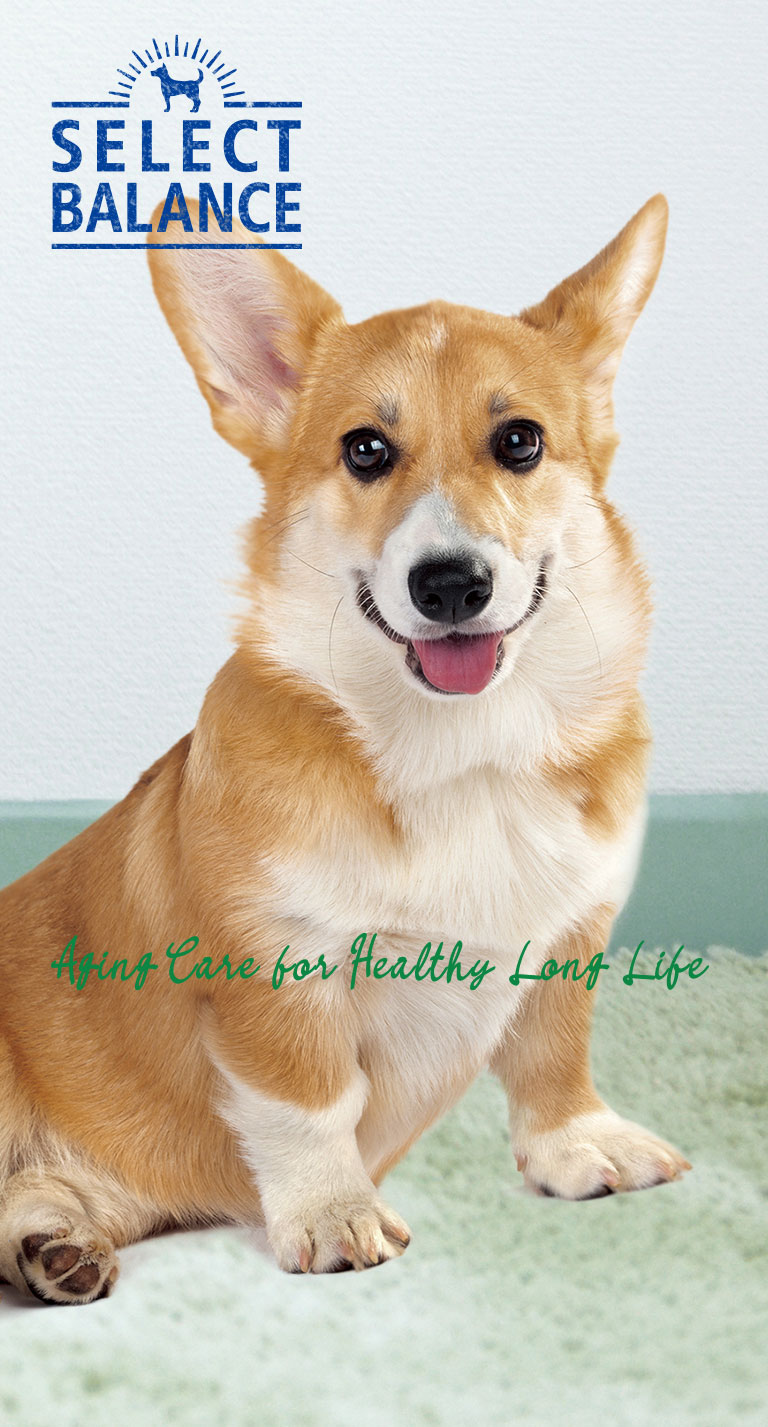 エイジングケア/7才以上の成犬用 ラム｜製品紹介｜セレクトバランス