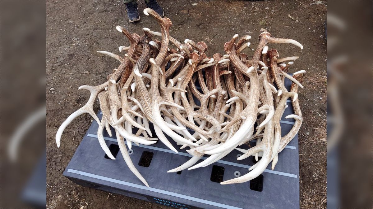 北海道で『牧草地の鹿角拾い放題！1日1万円！』とかやったら人来るの