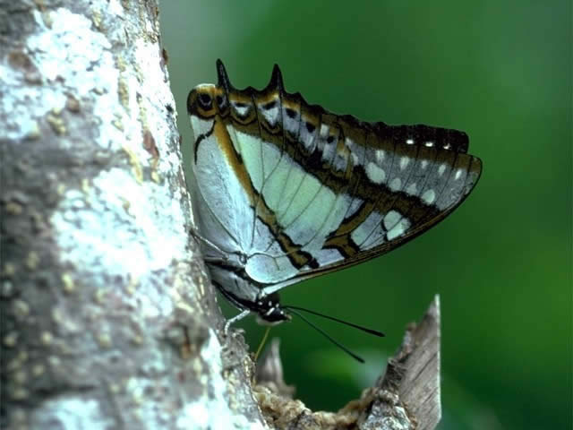 フタオチョウ - 昆虫 - 動物 - Y!きっず図鑑