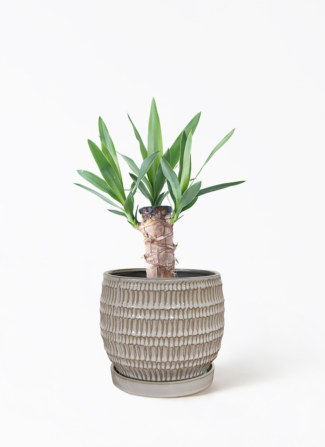 観葉植物 ユッカ 4号 ノーマル プラスチック鉢 | 観葉植物ならHitoHana