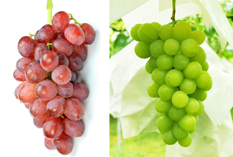 ぶどう2品種詰め合わせ販売 山梨県産地直送通販 | 葡萄職人 正和園