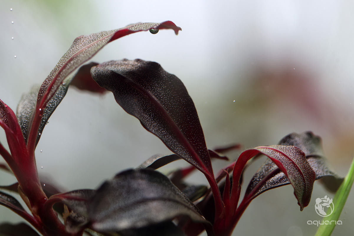 Bucephalandra sp. 'Red Neo' - Online Aquaria