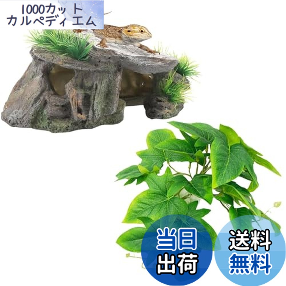 楽天市場】【送料無料】Archnote 爬虫類 シェルター レオパ カナヘビ