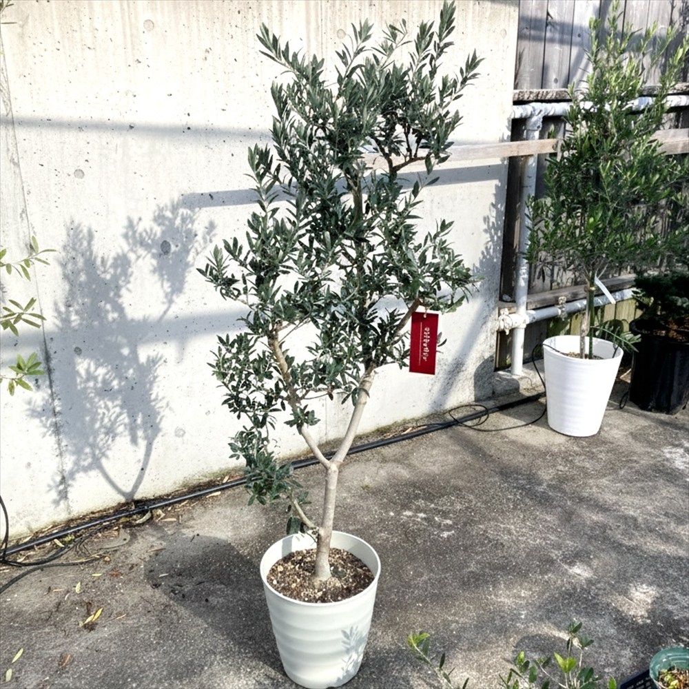 楽天市場】【現品】オリーブの木 アスコラーナ 苗木 樹高1.5m G190
