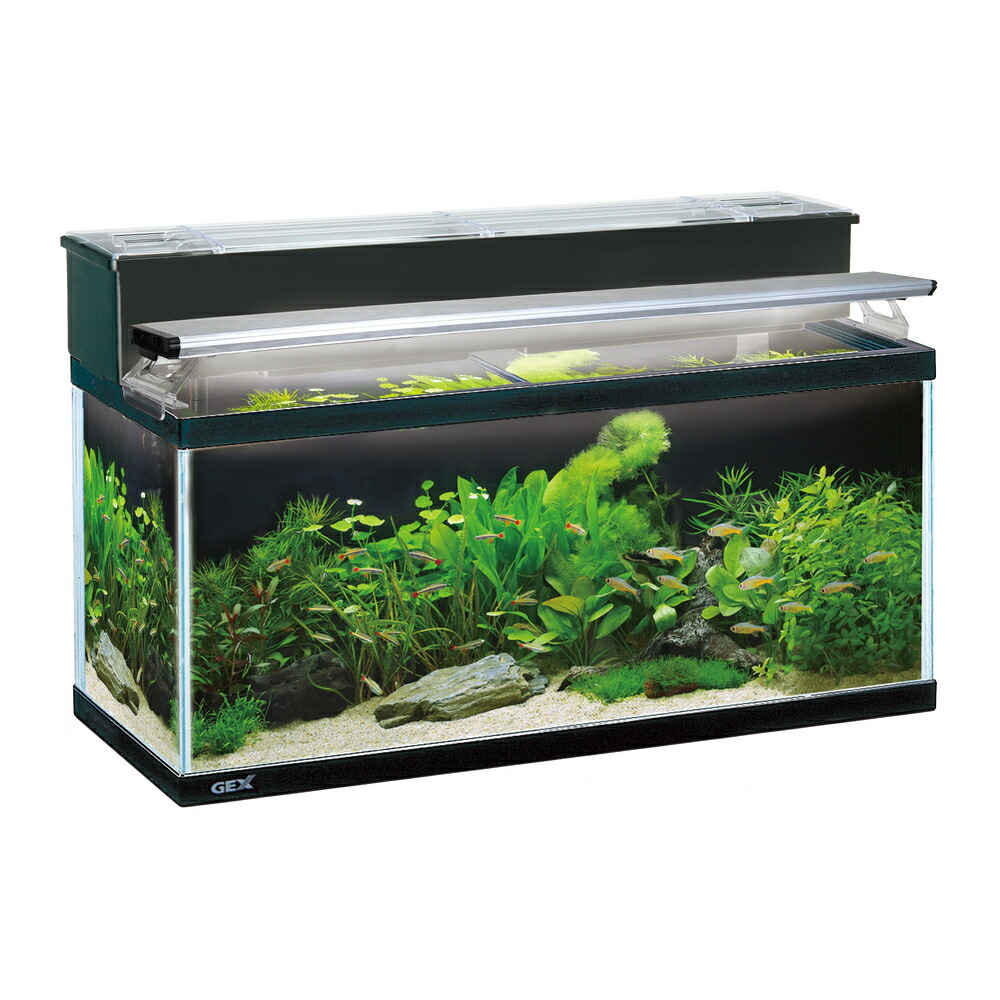 楽天市場】GEX ラピレスRV90 LEDセット曲げガラス水槽 : Aquarium Zenith