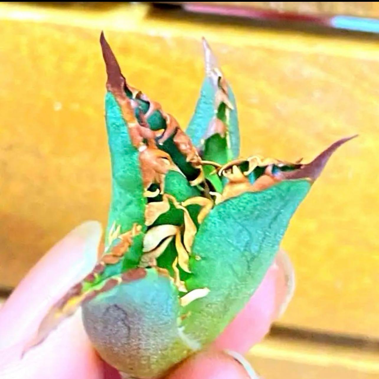 楽天市場】特選子株 強刺 アガベ チタノタ 白鯨 稿斑錦 厚い葉特選美品