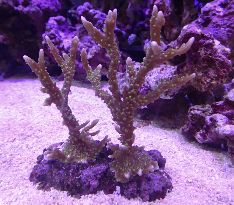 楽天市場】【サンゴ】 コモンサンゴ ウスコモンサンゴ レッド カット