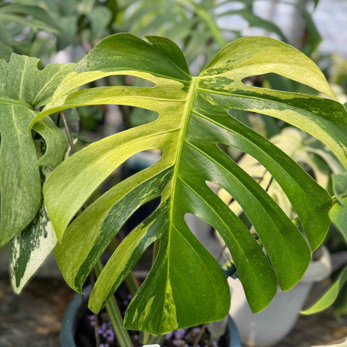 コレクション】モンステラ 'ボルシギアナミント' – RARE PLANTS JAPAN