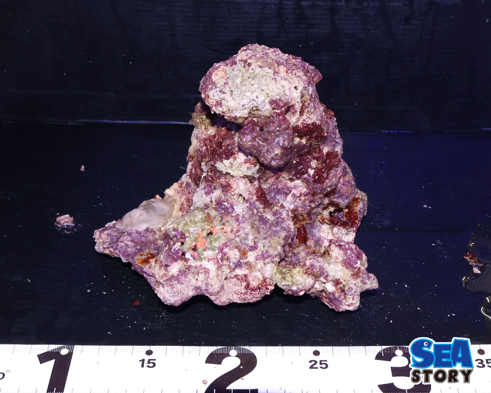 ライブロック通販 - 海水魚・珊瑚通販 SEA STORY（シーストーリー）