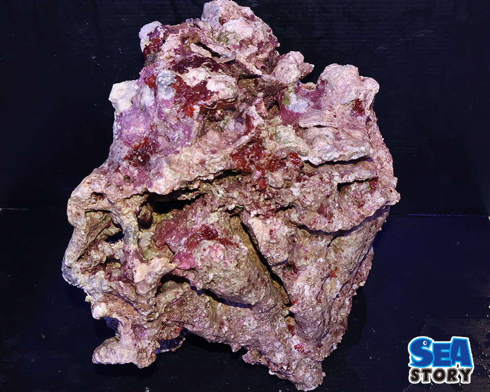 ライブロック通販 - 海水魚・珊瑚通販 SEA STORY（シーストーリー）